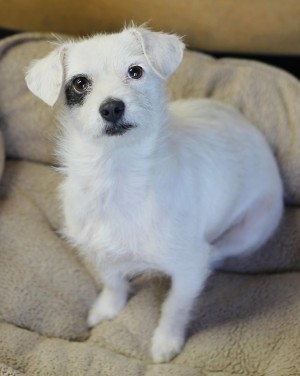 The picture on the page of the Humane Society of Southern Arizona that convinced me to check out Madeleine